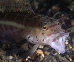Hubahubahuba... my first yawn !! Taiwan North Coast again... by Alex Tattersall 